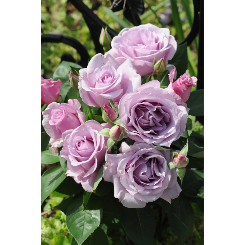 【バラ新苗予約】　夜来香（イエライシャン）　【申込期限：５月３日】【お引渡し予定日：５月１６日～２４日】