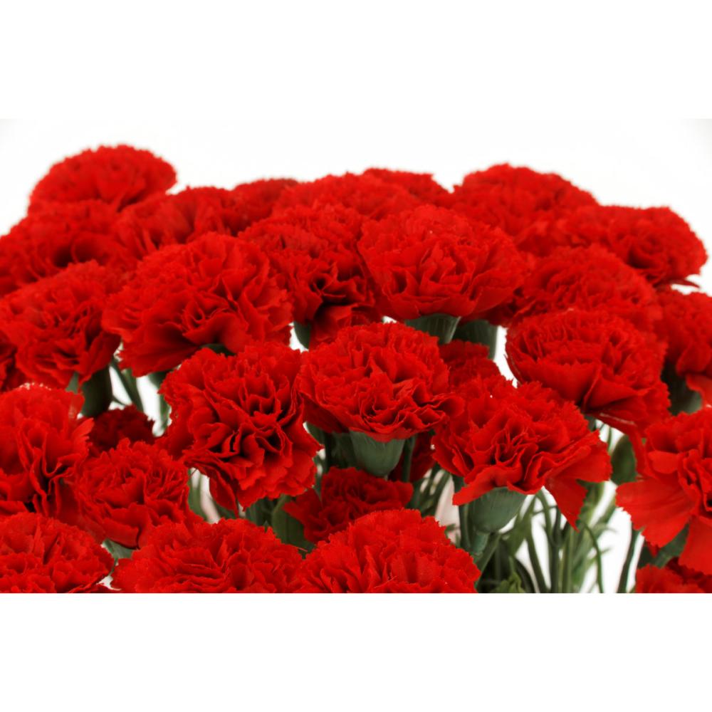 【母の日ギフト】造花カーネーションラッピング鉢赤色【お申込期限：５月６日】