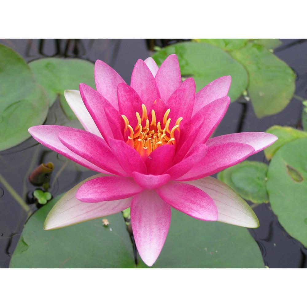 【予約商品】　温帯スイレン　アトラクション　１１ｃｍ　【申込期限：５月３１日】【引渡予定日：６月１３日～２１日】