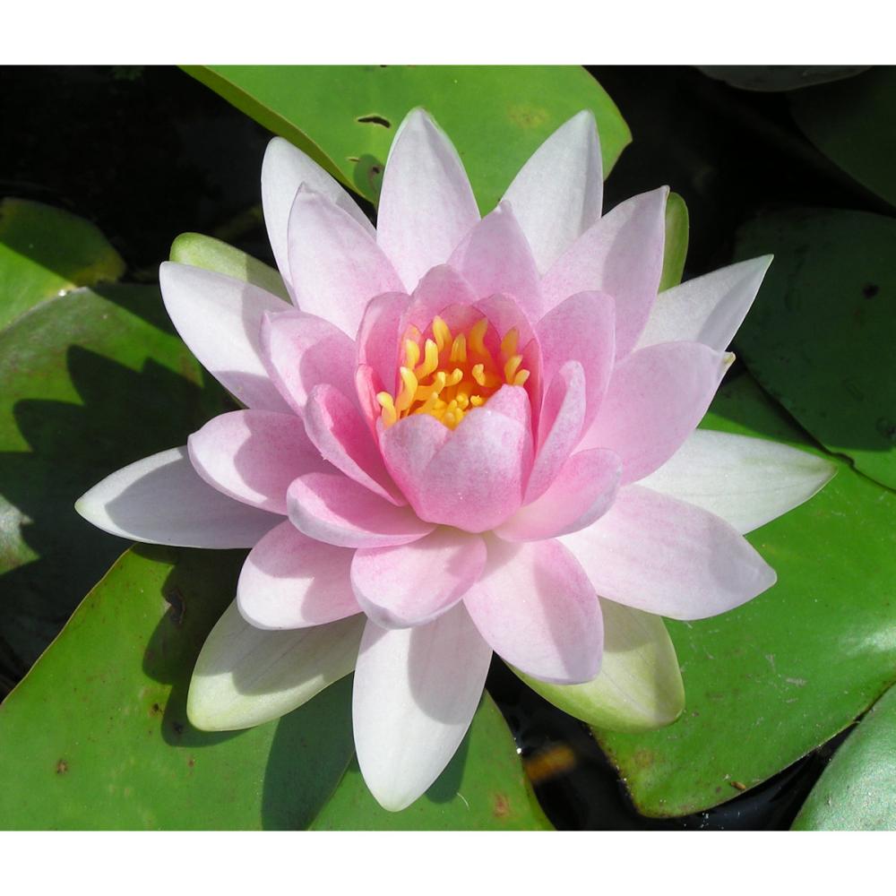 【予約商品】　温帯スイレン　マダム　１１ｃｍ　【申込期限：５月３１日】【引渡予定日：６月１３日～２１日】