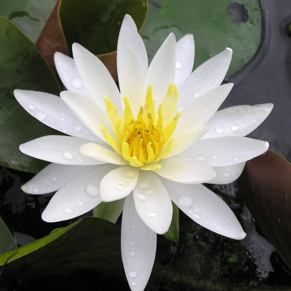 【予約商品】　温帯スイレン　フーミン　１１ｃｍ　【申込期限：５月３１日】【引渡予定日：６月１３日～２１日】