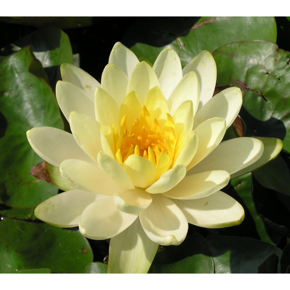 【予約商品】　温帯スイレン　インナーライト　１１ｃｍ　【申込期限：５月３１日】【引渡予定日：６月１３日～２１日】