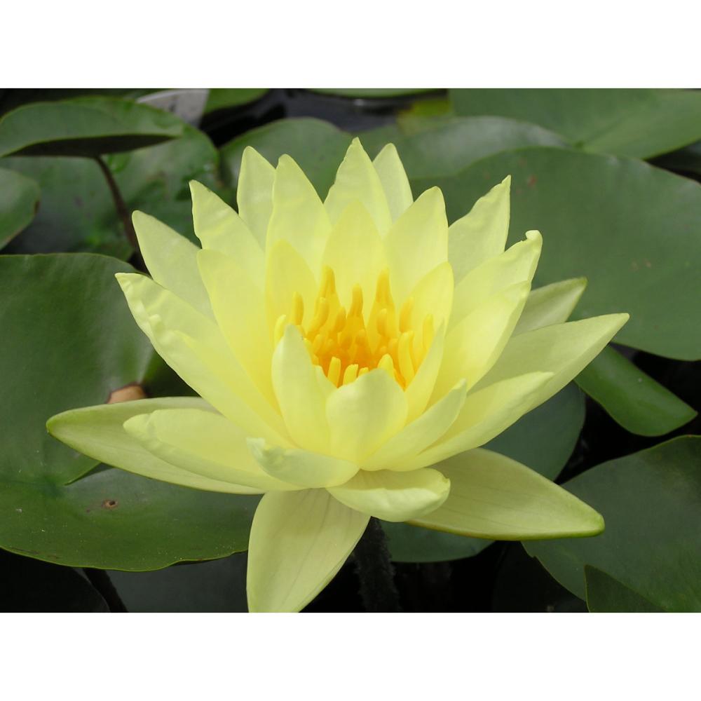 【予約商品】　温帯スイレン　ジョイトーマシー　１１ｃｍ　【申込期限：５月３１日】【引渡予定日：６月１３日～２１日】