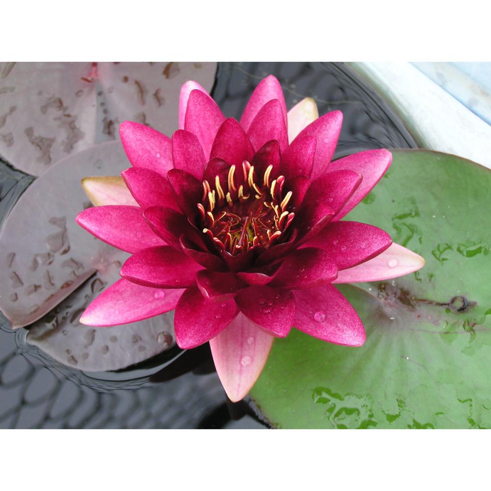 【予約商品】　温帯スイレン　オールモストブラック　１１ｃｍ　【申込期限：５月３１日】【引渡予定日：６月１３日～２１日】