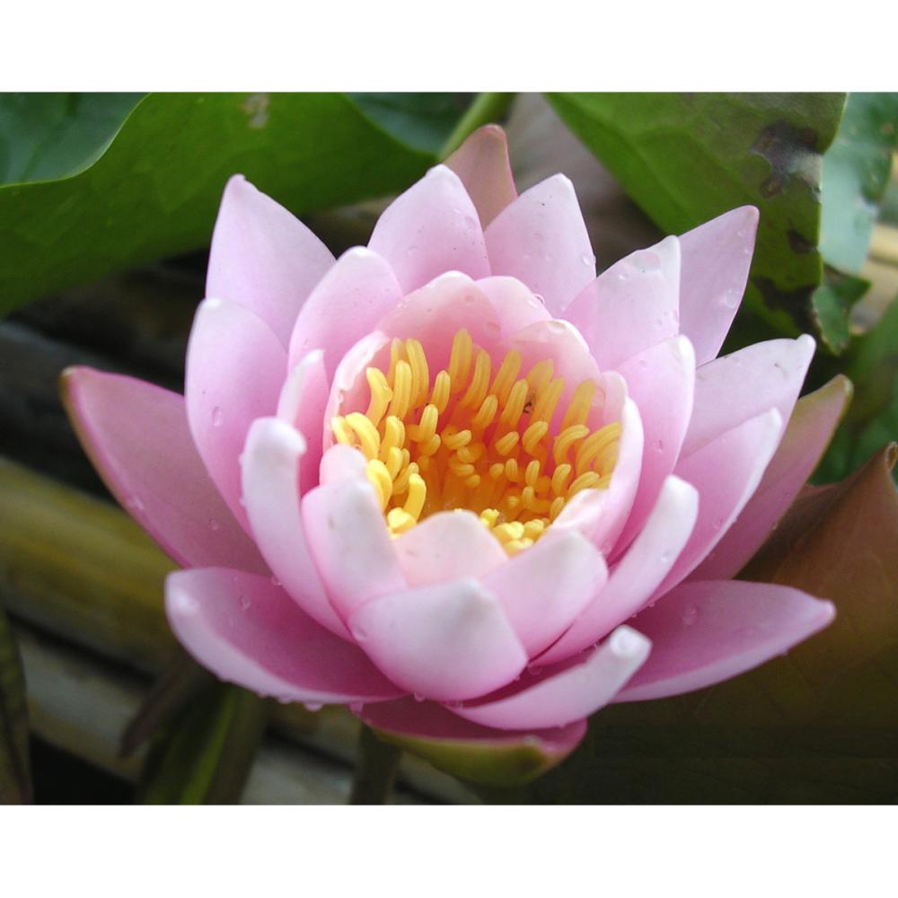 【予約商品】　温帯スイレン　ファビオラ　１１ｃｍ　【申込期限：５月３１日】【引渡予定日：６月１３日～２１日】