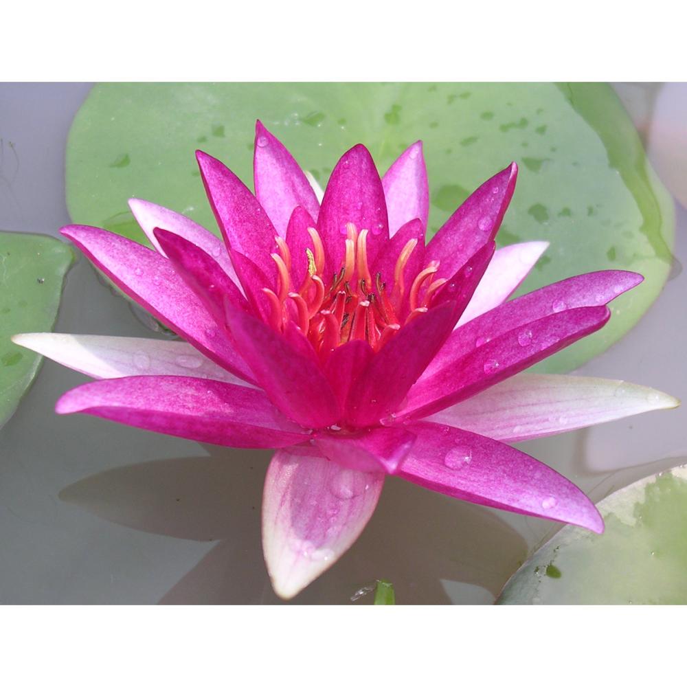 【予約商品】　温帯スイレン　エスカボークル　１１ｃｍ　【申込期限：５月３１日】【引渡予定日：６月１３日～２１日】