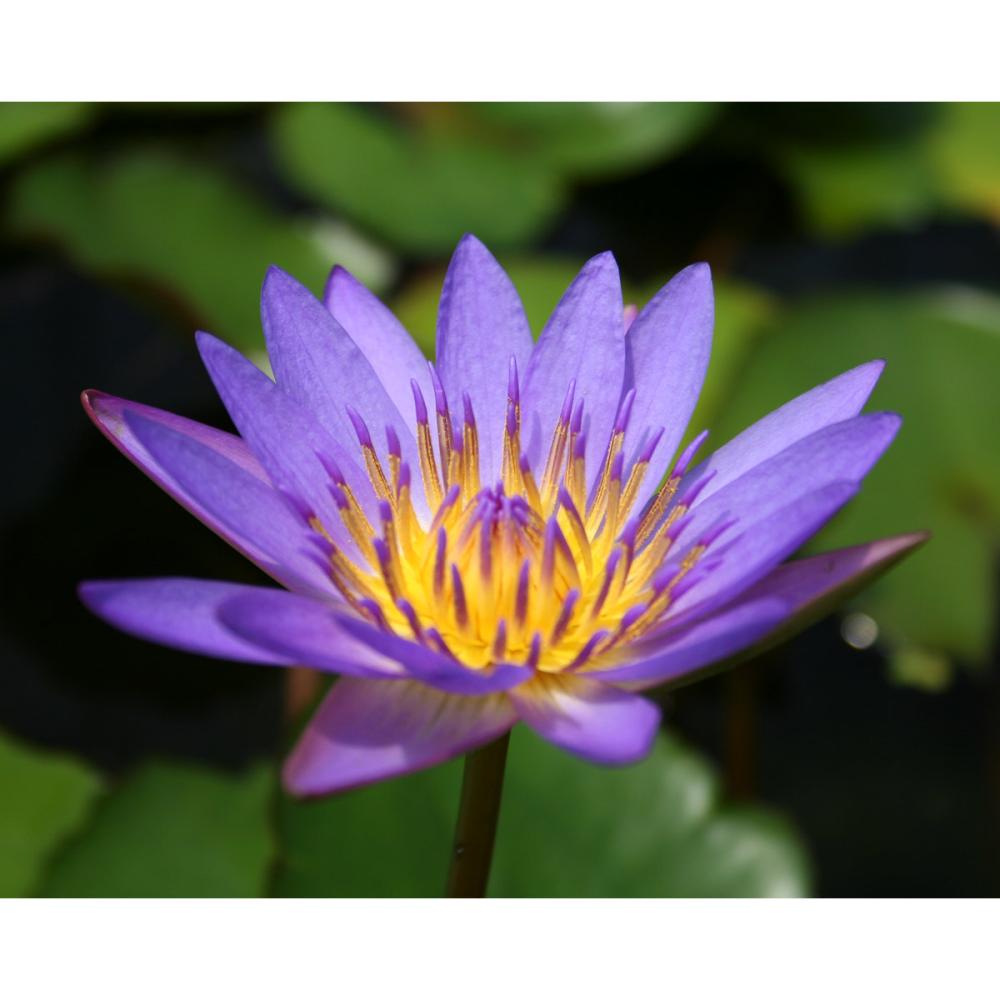 【予約商品】　熱帯スイレン　ティナ　１１ｃｍ　【申込期限：５月３１日】【引渡予定日：６月１３日～２１日】