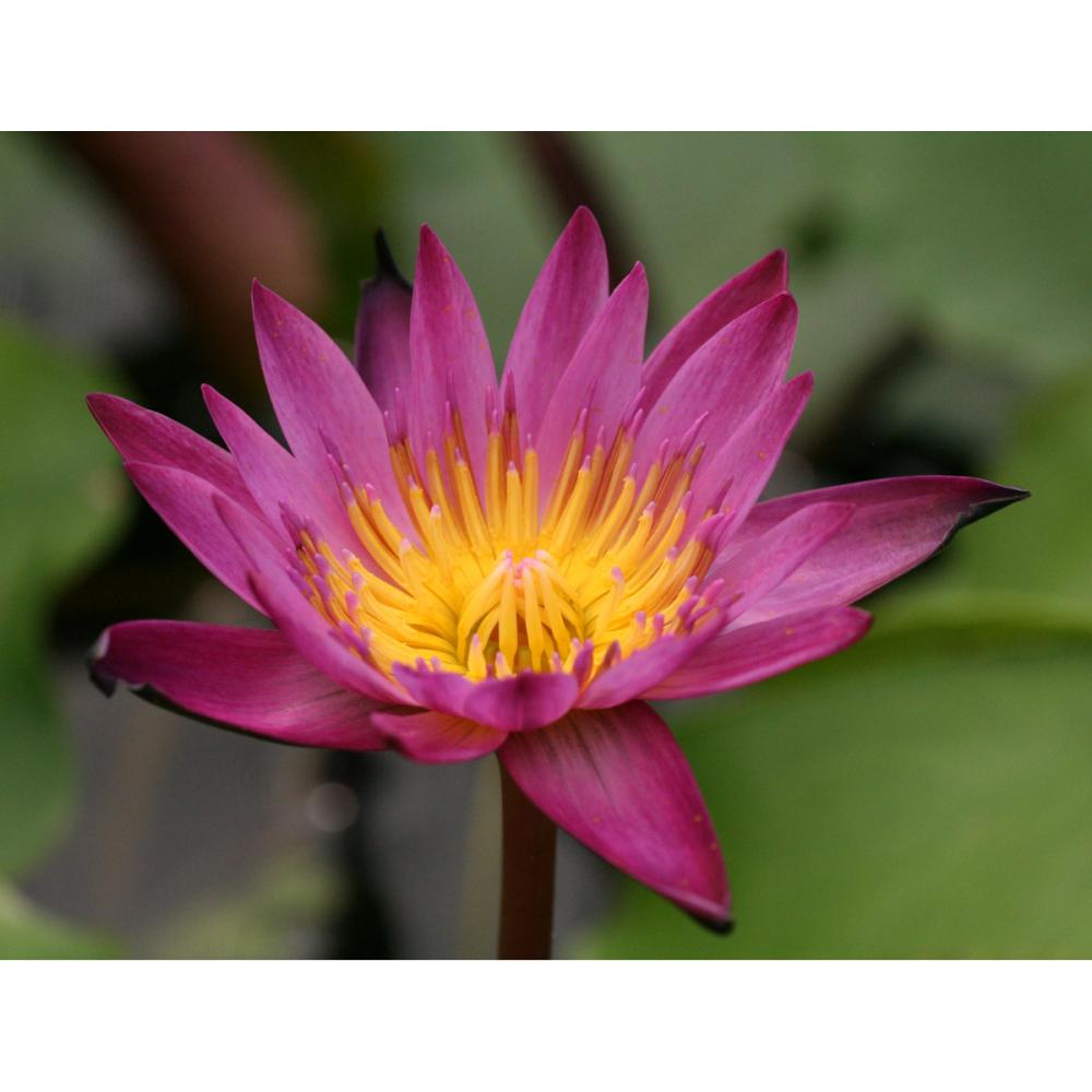 【予約商品】　熱帯スイレン　マミヨ　１１ｃｍ　【申込期限：５月３１日】【引渡予定日：６月１３日～２１日】