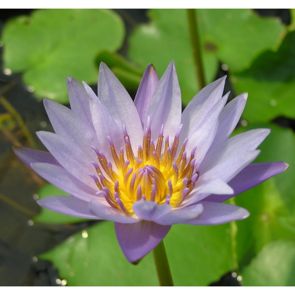 【予約商品】　熱帯スイレン　オーガスコック　１１ｃｍ　【申込期限：５月３１日】【引渡予定日：６月１３日～２１日】