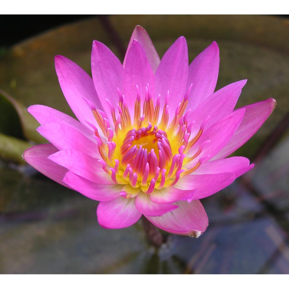 【予約商品】　熱帯スイレン　プロイデェーン　１１ｃｍ　【申込期限：５月３１日】【引渡予定日：６月１３日～２１日】