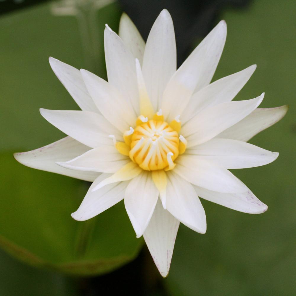 【予約商品】　熱帯スイレン　カオヒラリー　１１ｃｍ　【申込期限：５月３１日】【引渡予定日：６月１３日～２１日】