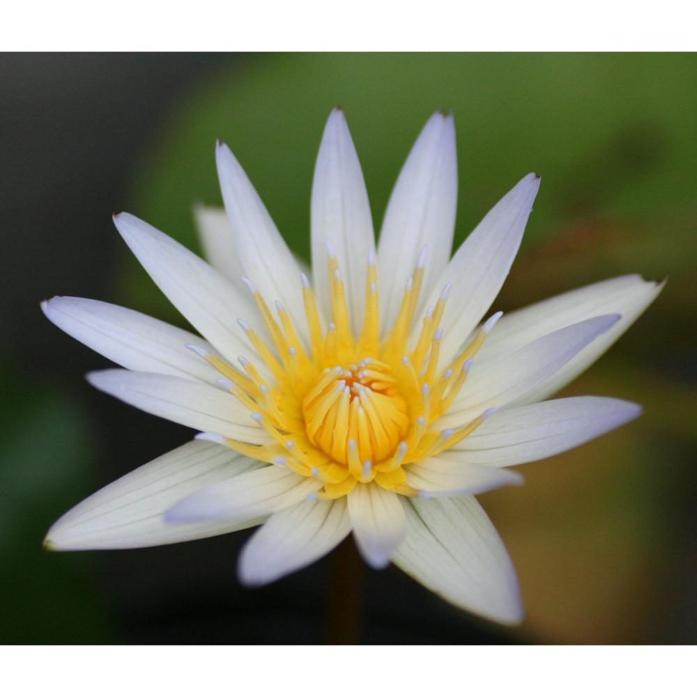 【予約商品】　熱帯スイレン　ドウベン　１１ｃｍ　【申込期限：５月３１日】【引渡予定日：６月１３日～２１日】