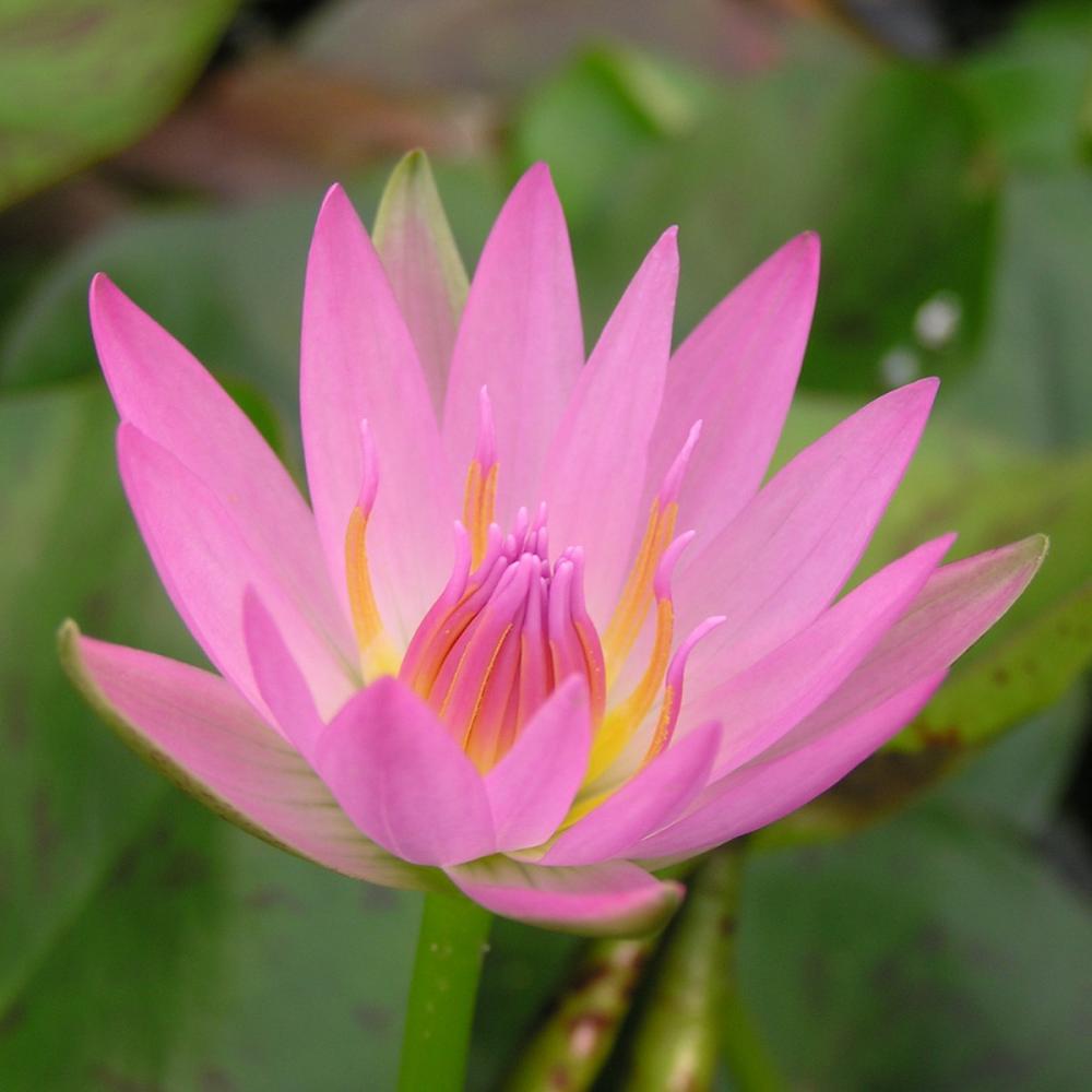 【予約商品】　熱帯スイレン　ピンクカペンシス　１１ｃｍ　【申込期限：５月３１日】【引渡予定日：６月１３日～２１日】