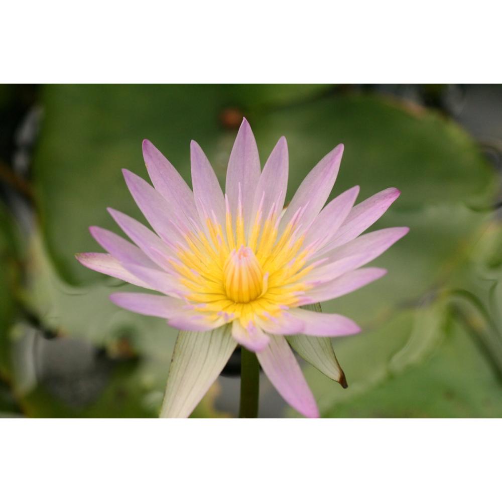 【予約商品】　熱帯スイレン　ヒラリー　１１ｃｍ　【申込期限：５月３１日】【引渡予定日：６月１３日～２１日】