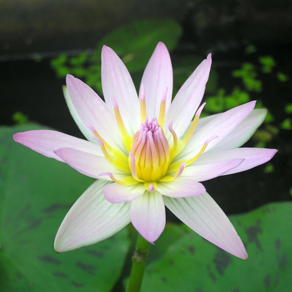 【予約商品】　熱帯スイレン　ゴールデンウェース　１１ｃｍ　【申込期限：５月３１日】【引渡予定日：６月１３日～２１日】