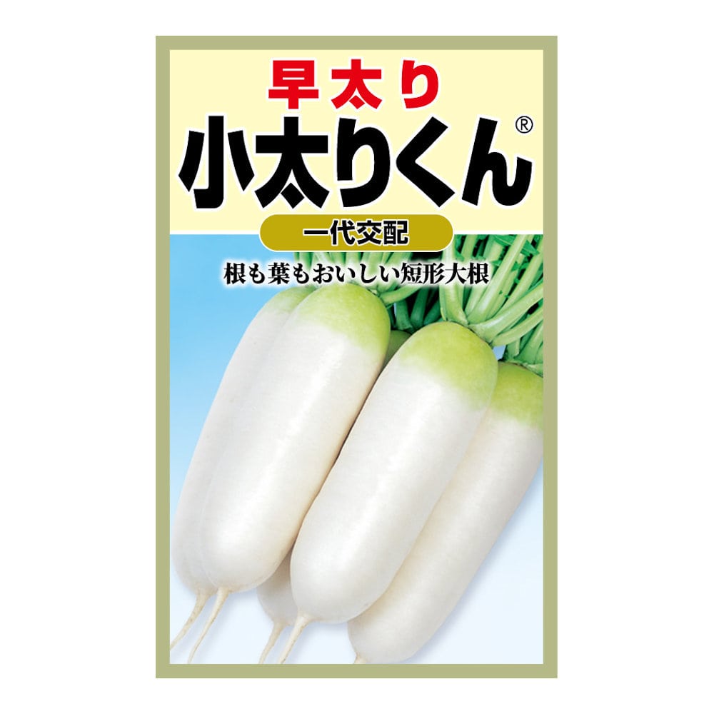 早太り大根　小太りくん