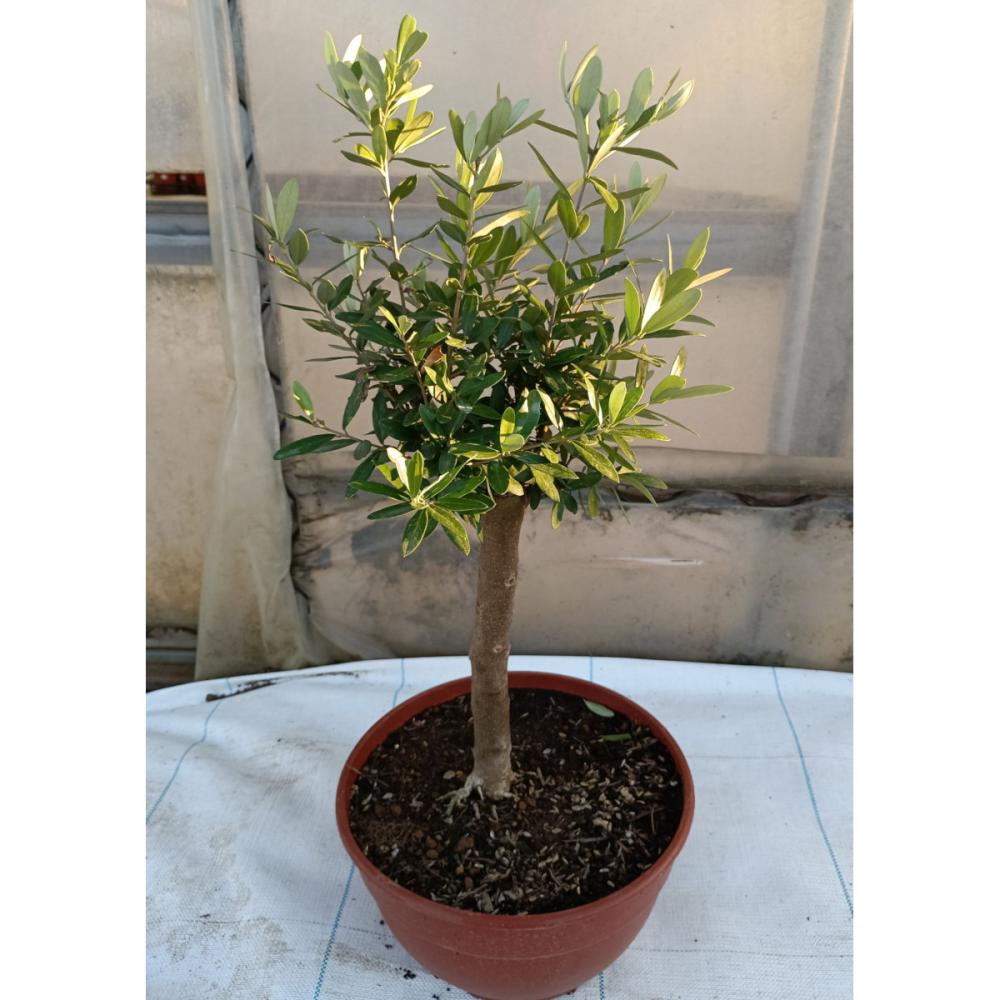 【卒入学予約】　オリーブ苗　チプレシーノ　高さ３０ｃｍ　【申込期限：３月１６日】