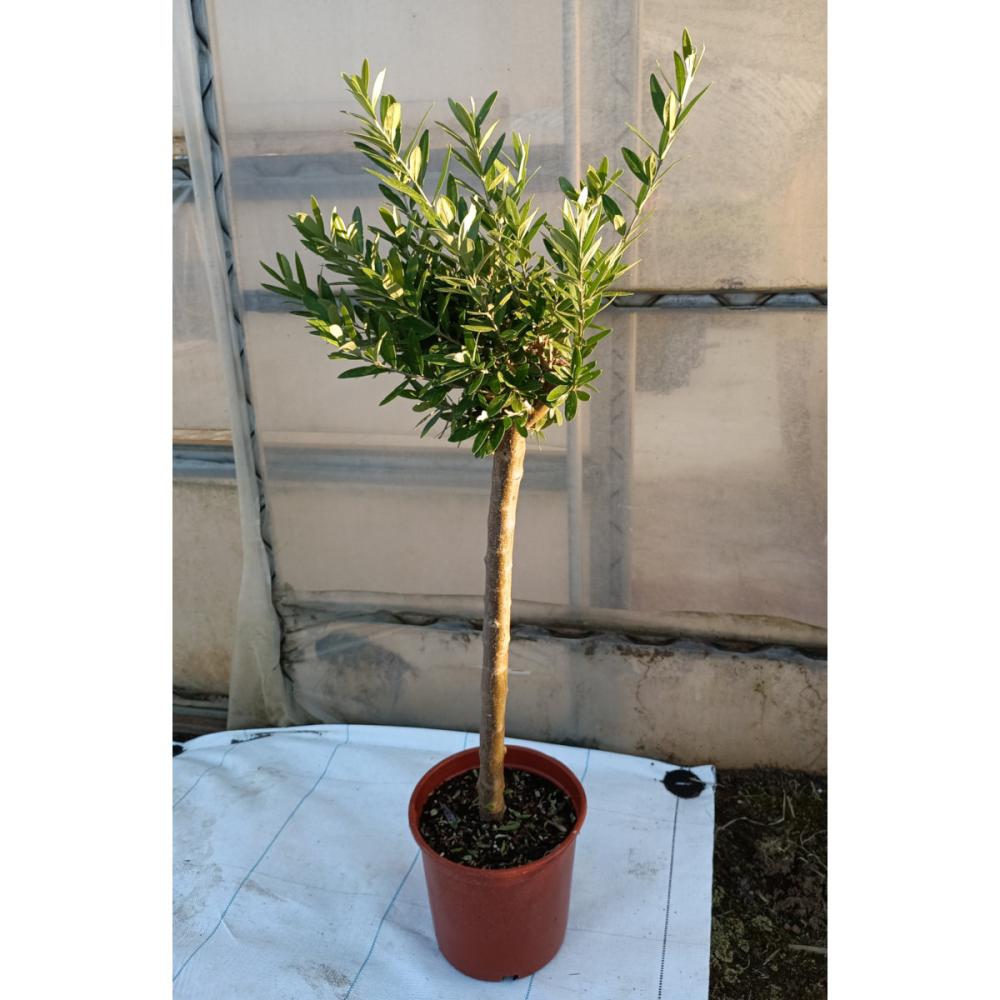 【卒入学予約】　オリーブ苗　チプレシーノ　高さ５０ｃｍ　【申込期限：３月１５日】