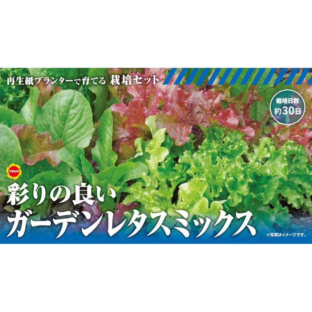栽培セット　ガーデンレタスミックス