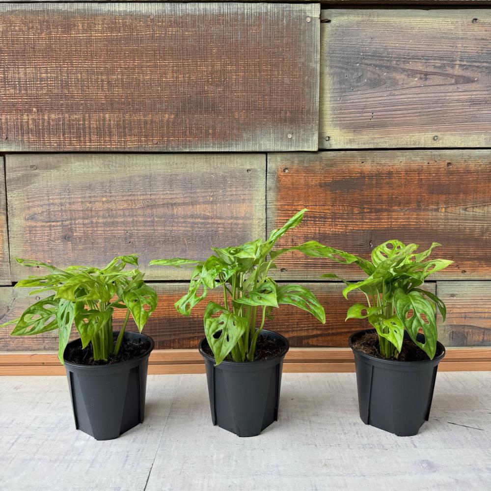 Ｂｒｅｅｚｙ　Ｇｒｅｅｎ　マドカズラ　１２ｃｍ