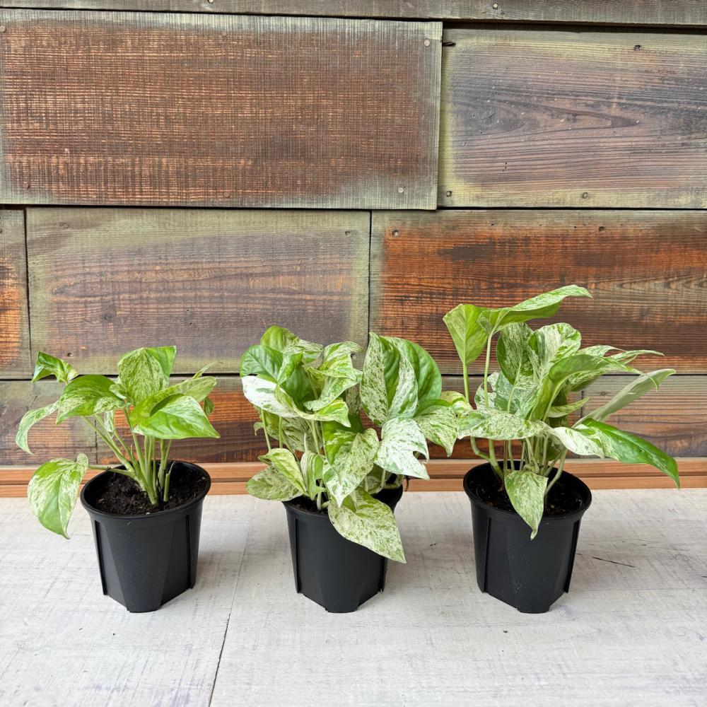 Ｂｒｅｅｚｙ　Ｇｒｅｅｎ　ポトス　マーブルキング　１２ｃｍ