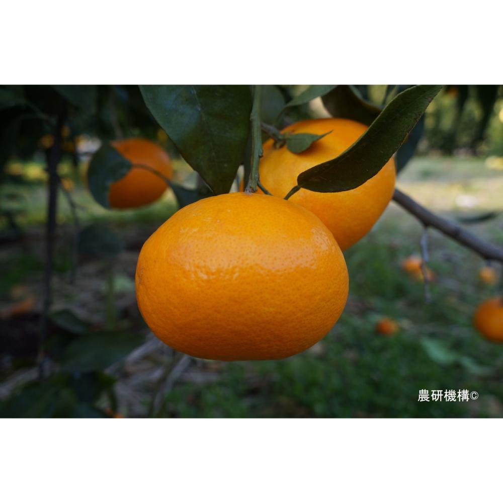 ミカン苗　みかん苗　みかん　ゆら早生　2苗価格 みかん 苗木 ゆら早生 温州みかん 2年生接木苗 予約販売11〜12