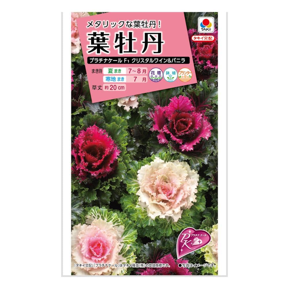 葉牡丹プラチナケール クリスタルワイン&バニラ