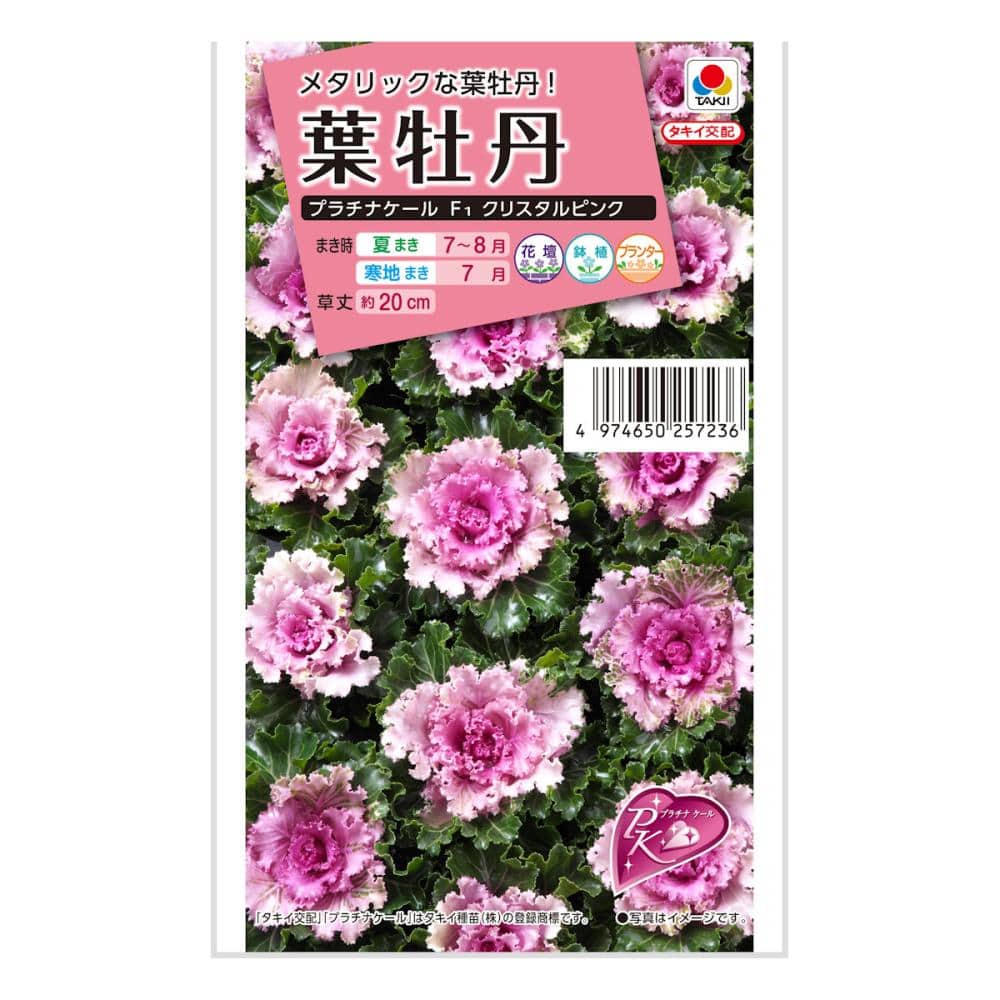 葉牡丹プラチナケール クリスタルピンク