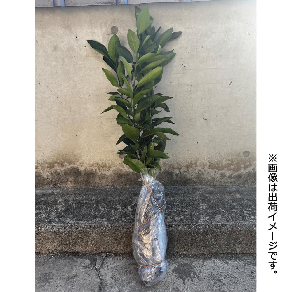 はるみ PVP接木苗木 はるみ PVP接木苗木