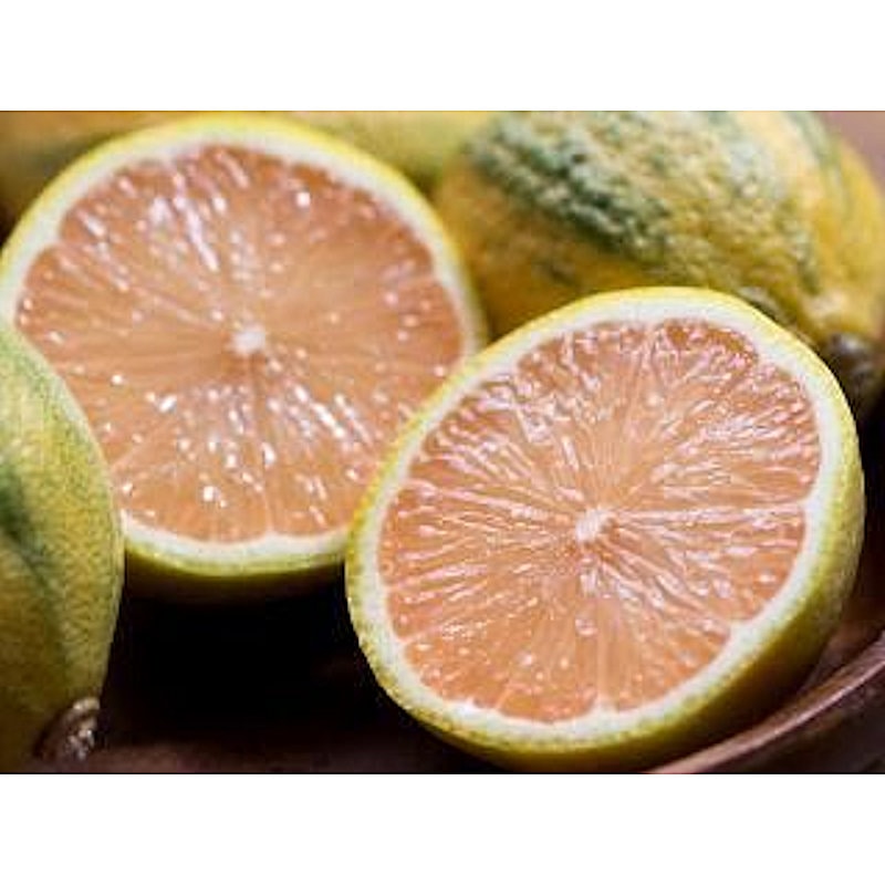 【宅配専用】柑橘苗 ピンクレモネード 5本 の通販 ホームセンター コメリドットコム