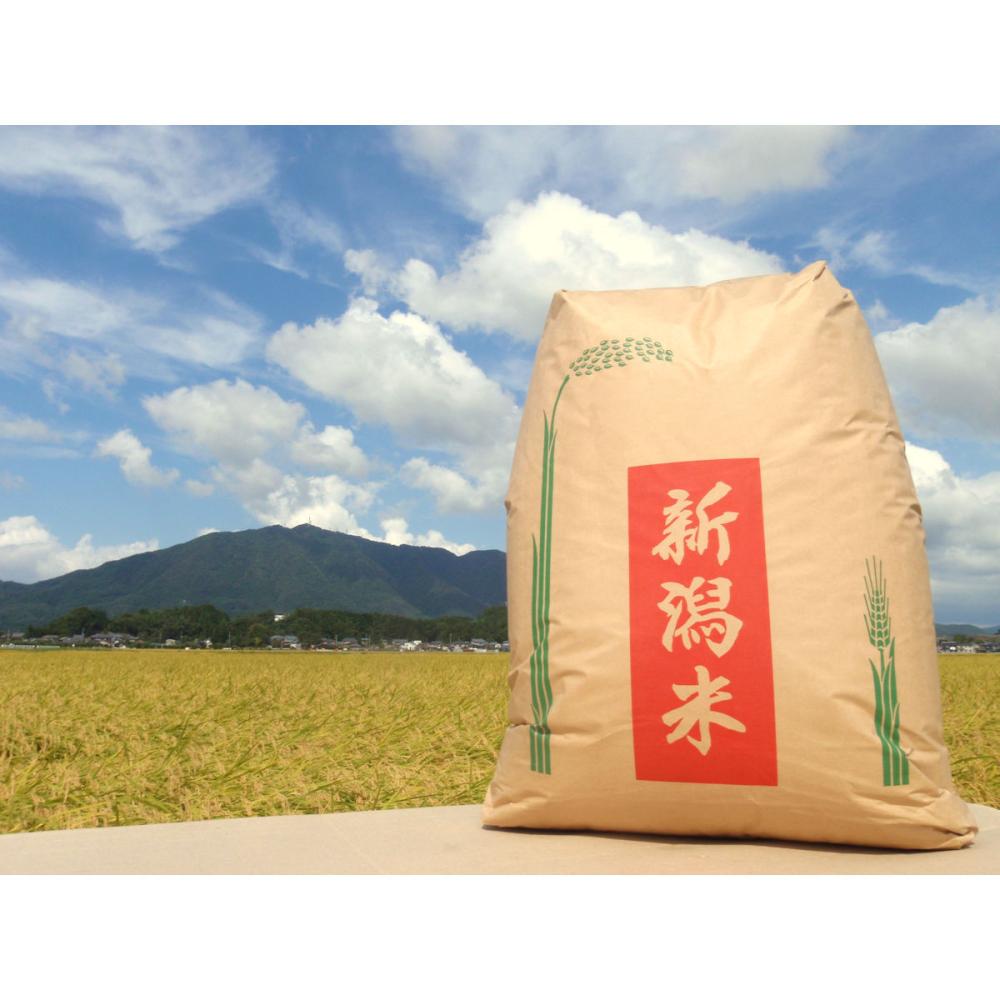 令和7年度 新潟県弥彦村産 石井農園のこだわりコシヒカリ 玄米10kg