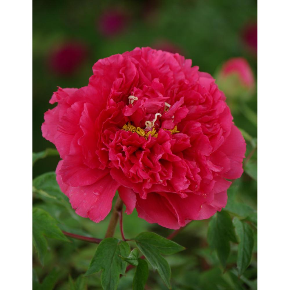 【花予約】　牡丹　花王　２年生接木苗　【引渡し期間：１０月１１日（土）～１０月１９日（日）】