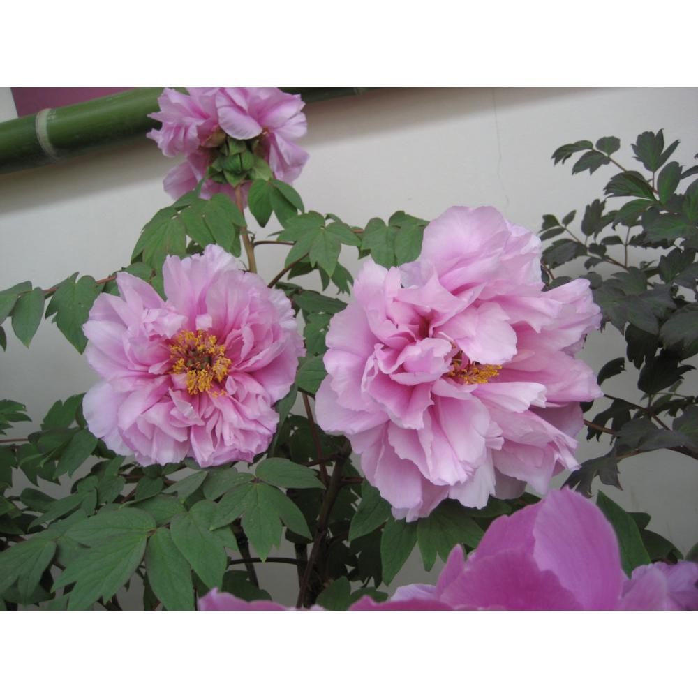 【花予約】　牡丹　新鎌田　２年生接木苗　【引渡し期間：１０月１１日（土）～１０月１９日（日）】