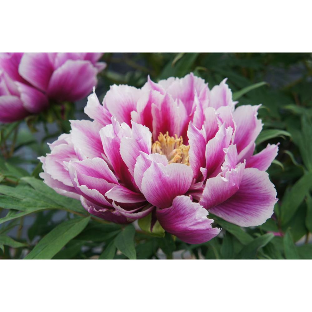 【花予約】　牡丹　笑獅子　２年生接木苗　【引渡し期間：１０月１１日（土）～１０月１９日（日）】