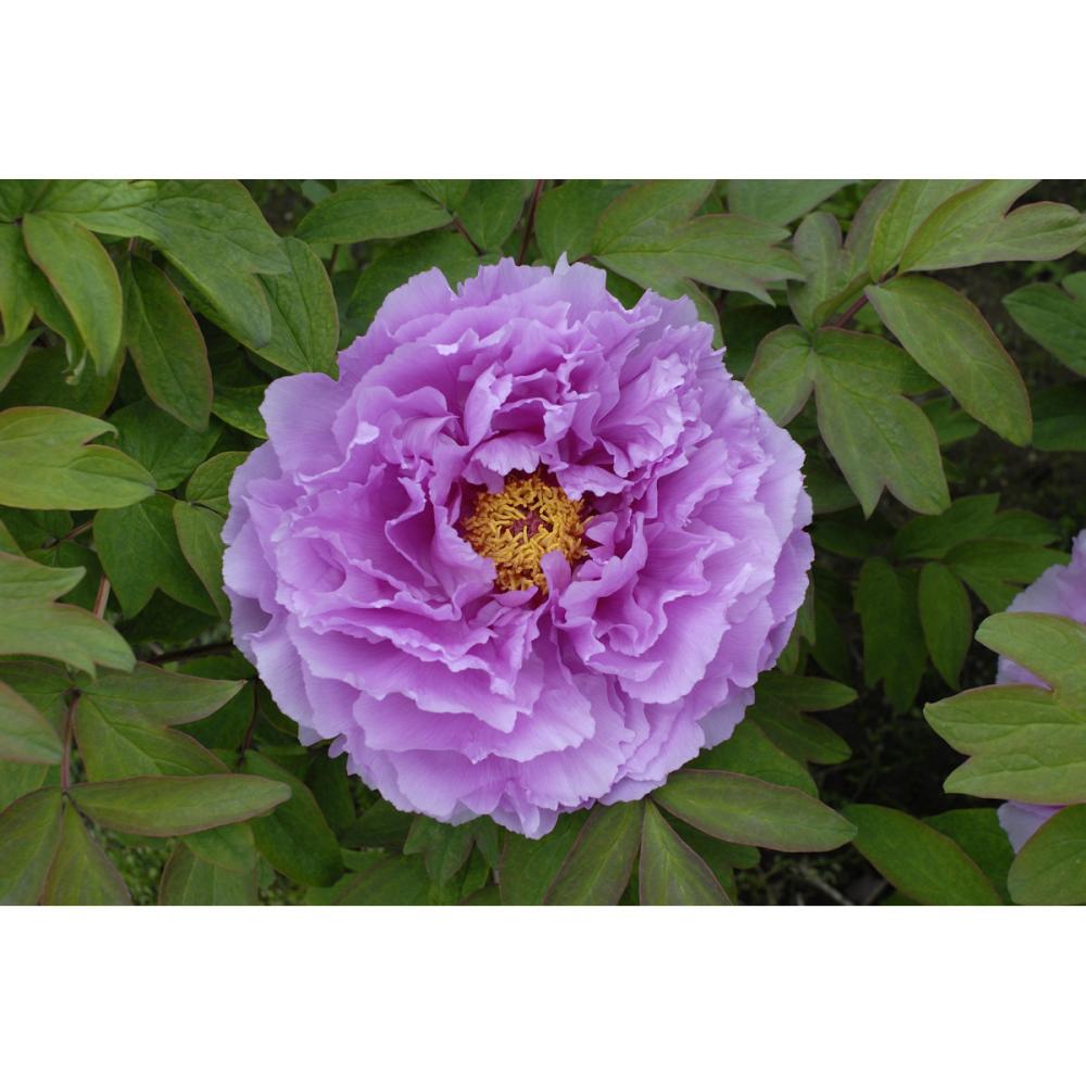 【花予約】　牡丹　鎌田藤　２年生接木苗　【引渡し期間：１０月１１日（土）～１０月１９日（日）】