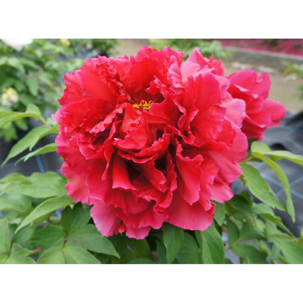 【花予約】　牡丹　島津紅　２年生接木苗　【引渡し期間：１０月１１日（土）～１０月１９日（日）】