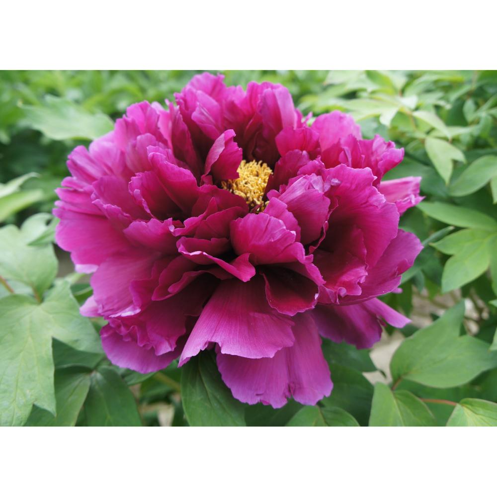 【花予約】　牡丹　紫鳳　２年生接木苗　【引渡し期間：１０月１１日（土）～１０月１９日（日）】