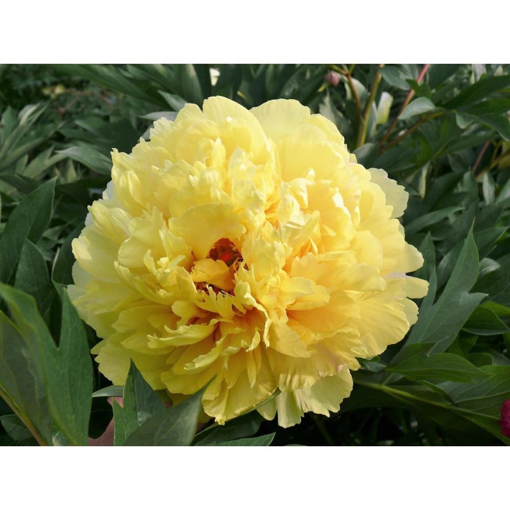 【秋予約】　芍薬と牡丹の交配種　ソノマイエド　　１５ｃｍ　【申込期限：９月２７日】【引渡予定日：１０月１０日～１８日】