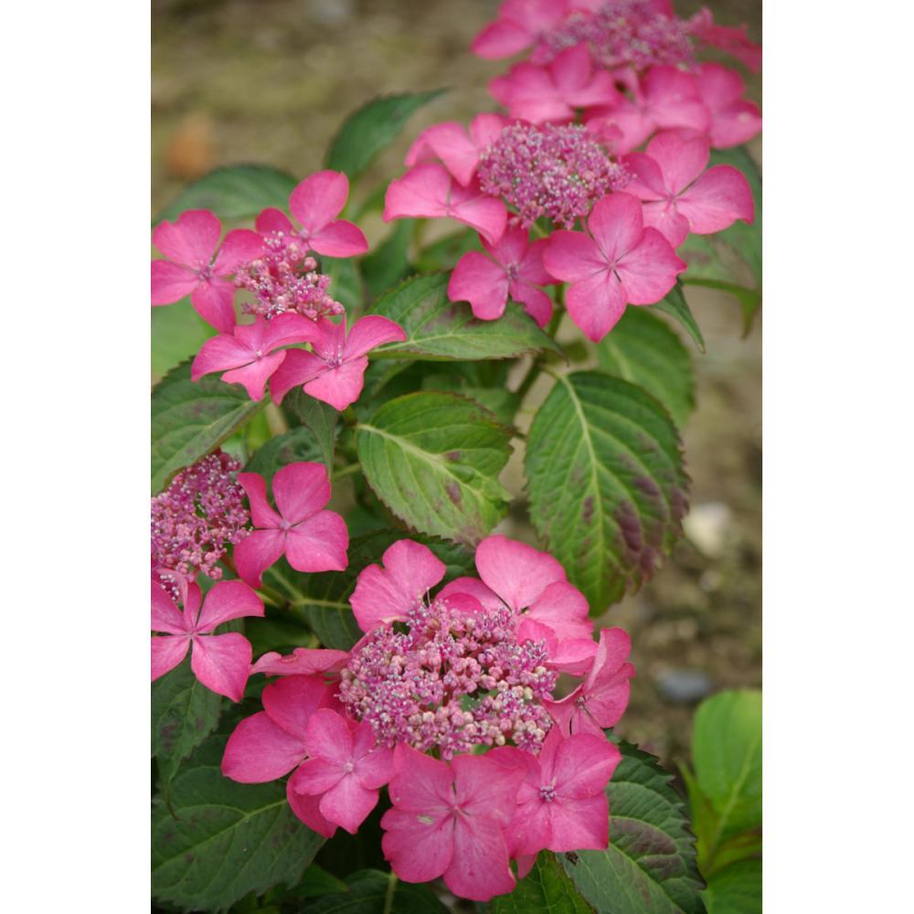 【秋予約】　加茂紫陽花　火渡り　１０．５ｃｍ　【申込期限：９月２７日】【引渡予定日：１０月１０日～１８日】