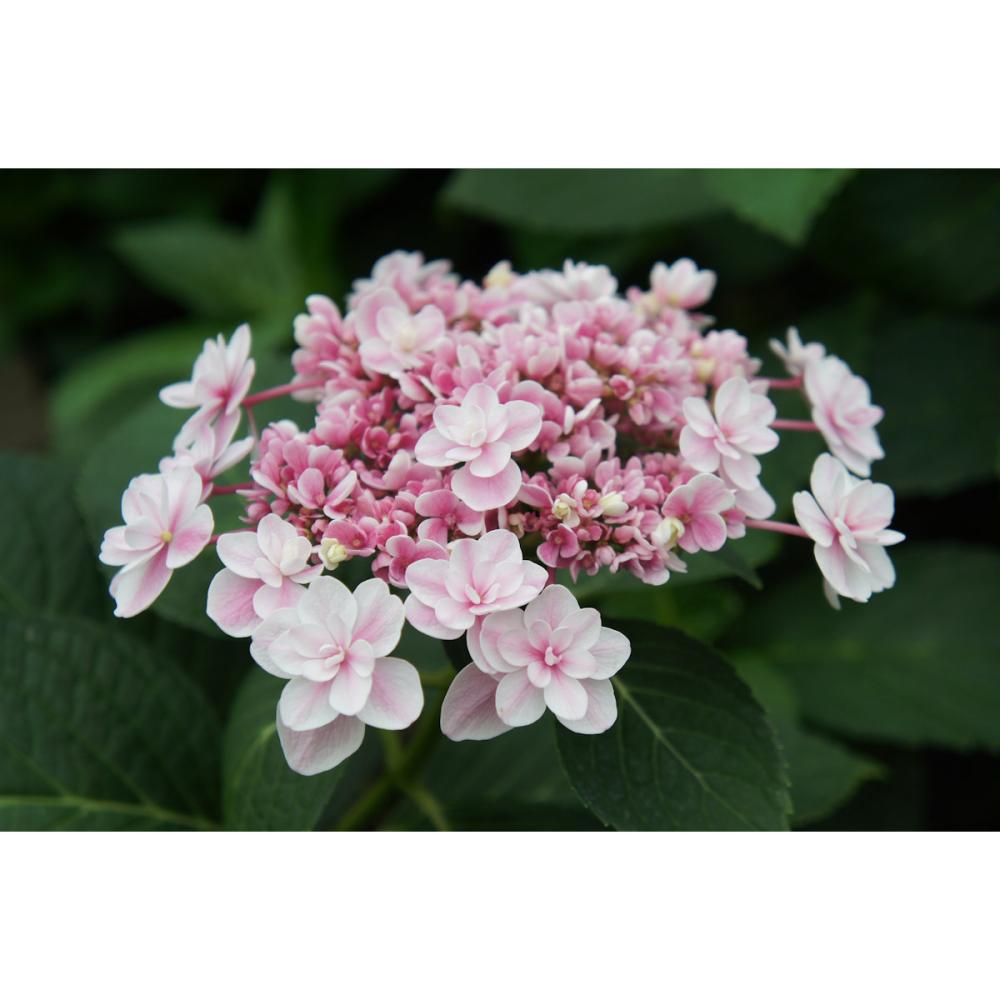 【花予約】　加茂紫陽花　雨に唄えば　１０．５ｃｍ　【引渡し期間：１０月１１日（土）～１０月１９日（日）】