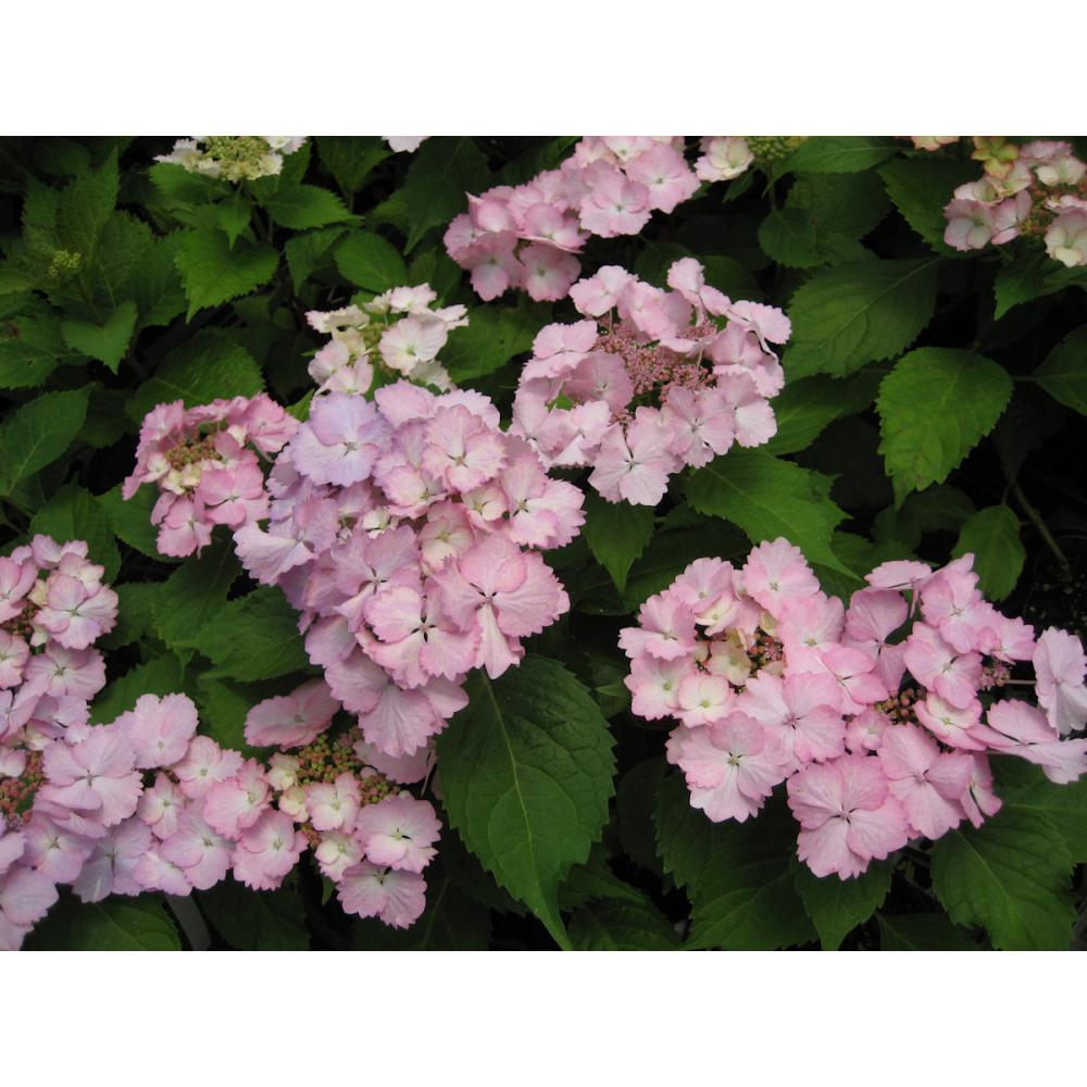 【秋予約】　加茂紫陽花　初恋　１０．５ｃｍ　【申込期限：９月２７日】【引渡予定日：１０月１０日～１８日】