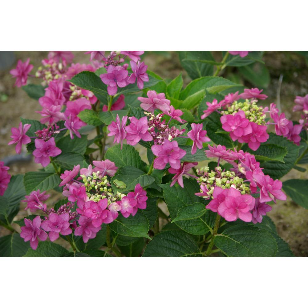 【花予約】　加茂紫陽花　小町　１０．５ｃｍ　【引渡し期間：１０月１１日（土）～１０月１９日（日）】