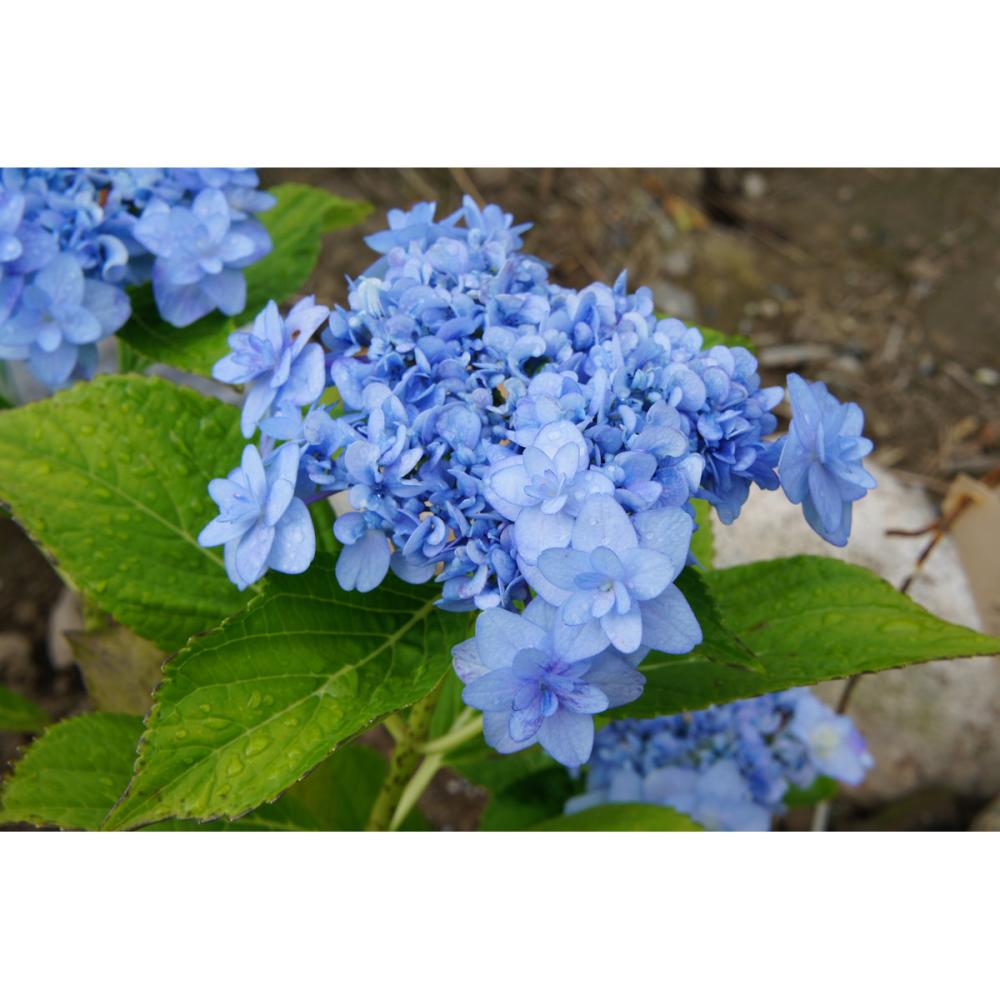【花予約】 加茂紫陽花 舞孔雀 10.5cm 【引渡し期間:10月11日(土)~10月19日(日)】