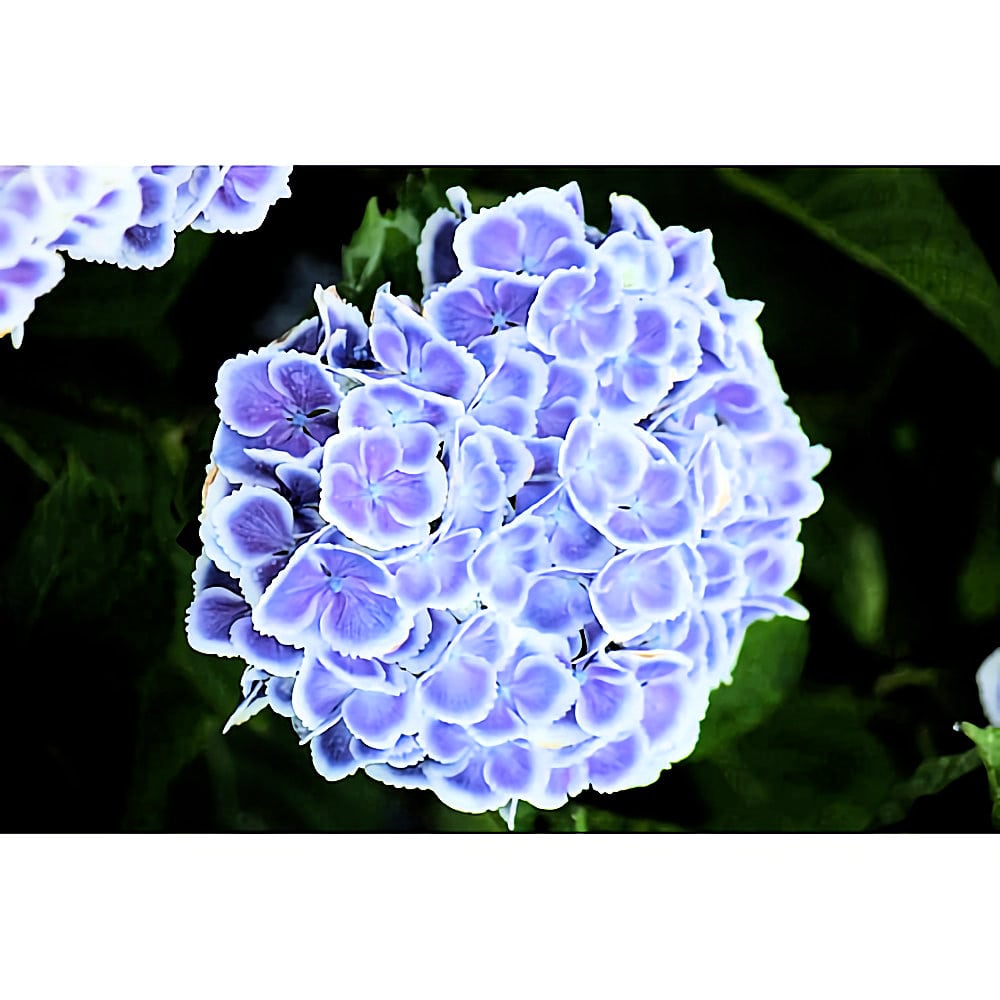 【秋予約】　加茂紫陽花　モナリザ　１０．５ｃｍ　【申込期限：９月２７日】【引渡予定日：１０月１０日～１８日】