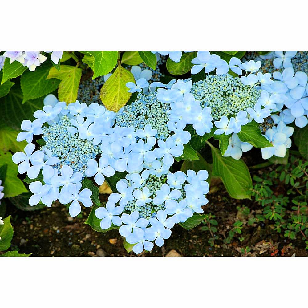 【秋予約】　加茂紫陽花　森の泉　１０．５ｃｍ　【申込期限：９月２７日】【引渡予定日：１０月１０日～１８日】
