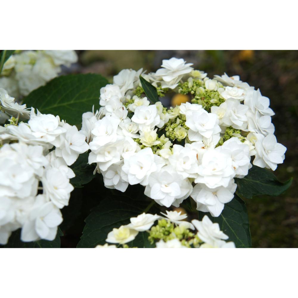 【秋予約】　加茂紫陽花　ダンシングスノー　１０．５ｃｍ　【申込期限：９月２７日】【引渡予定日：１０月１０日～１８日】