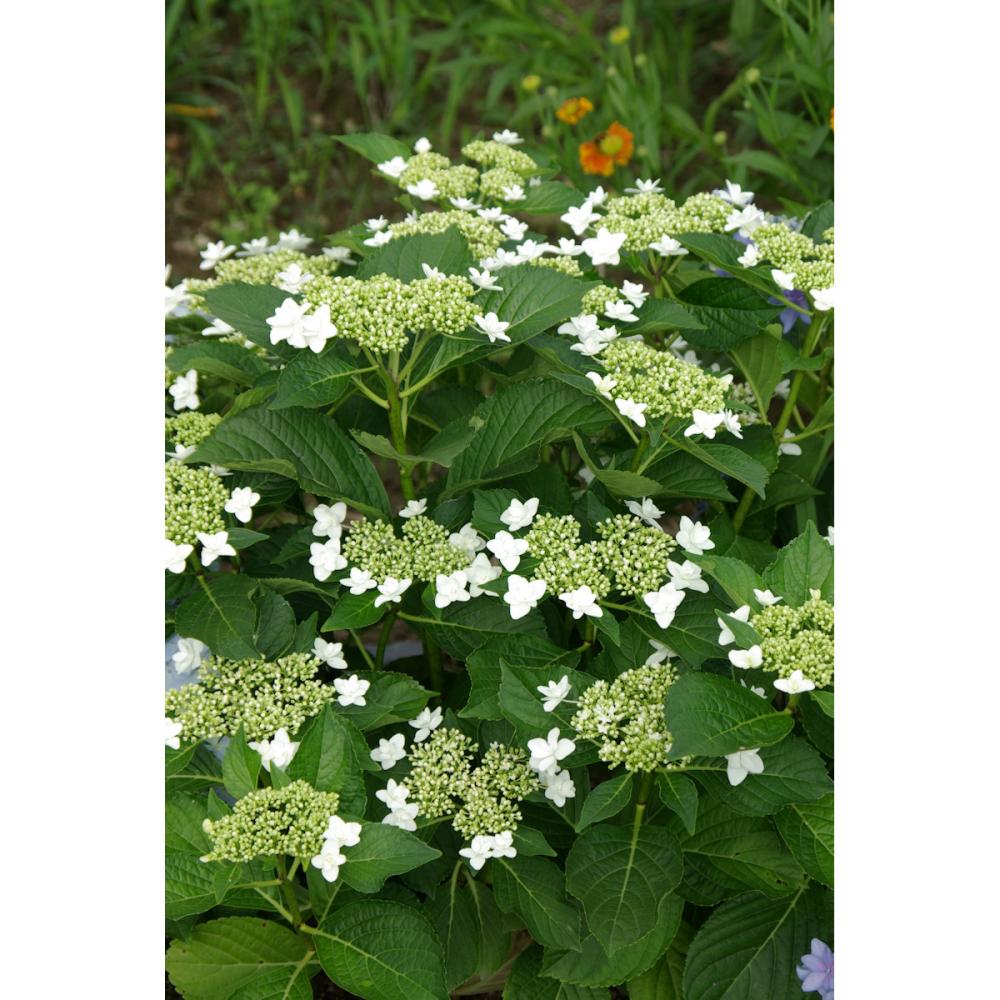 【秋予約】　加茂紫陽花　ホワイトエンジェル　１０．５ｃｍ　【申込期限：９月２７日】【引渡予定日：１０月１０日～１８日】