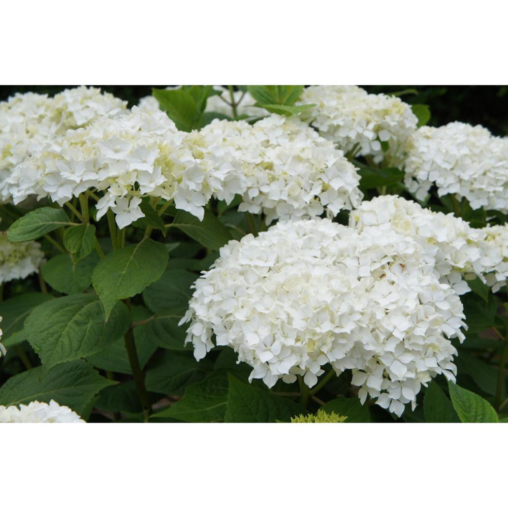 【花予約】　加茂紫陽花　ホワイトキング　１０．５ｃｍ　【引渡し期間：１０月１１日（土）～１０月１９日（日）】