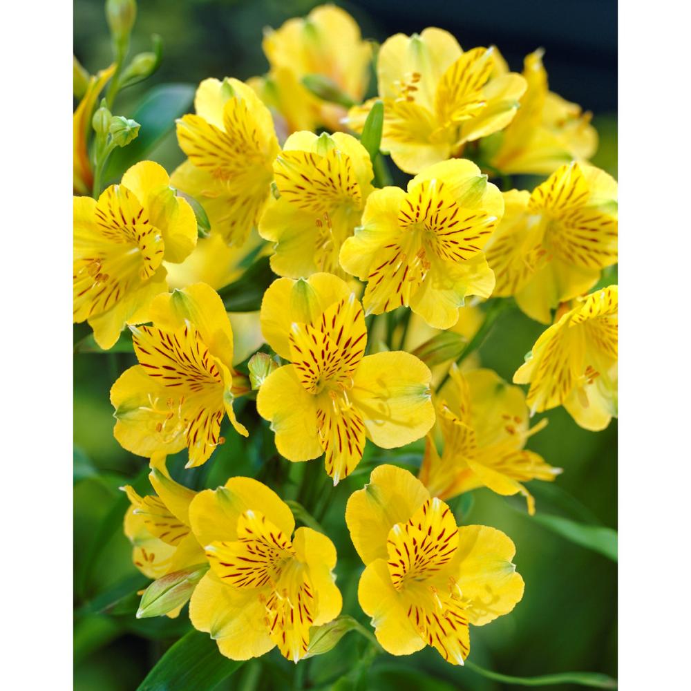【花予約】　アルストロメリア　リグツ　黄花種　１株　【引渡し期間：１１月２９日（土）～１２月７日（日）】
