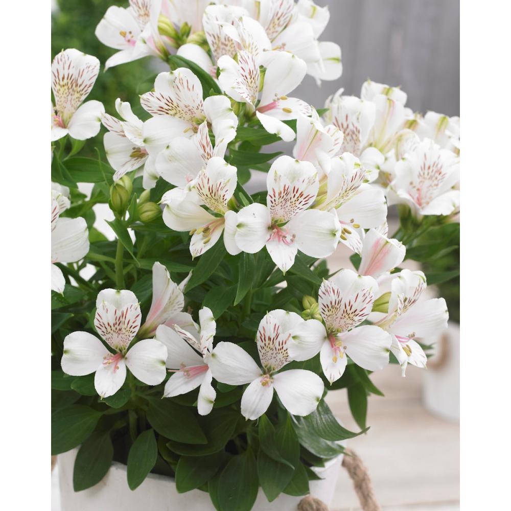 【花予約】　アルストロメリア　リグツ　白花種　１株　【引渡し期間：１１月２９日（土）～１２月７日（日）】